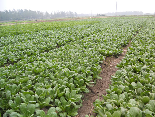 食堂承包-種植基地8丨食堂承包公司