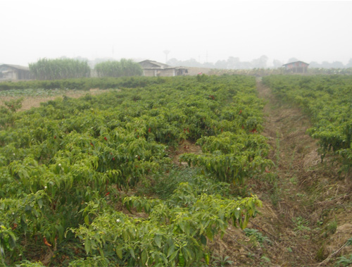 種植基地10