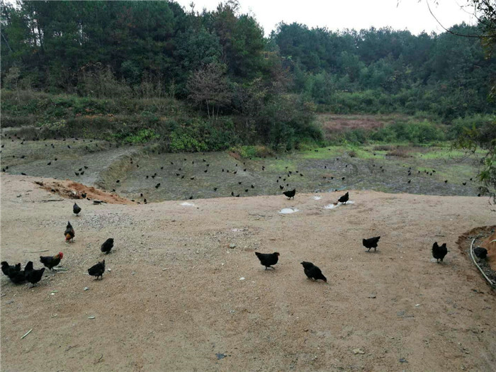 養(yǎng)殖基地丨食堂承包公司
