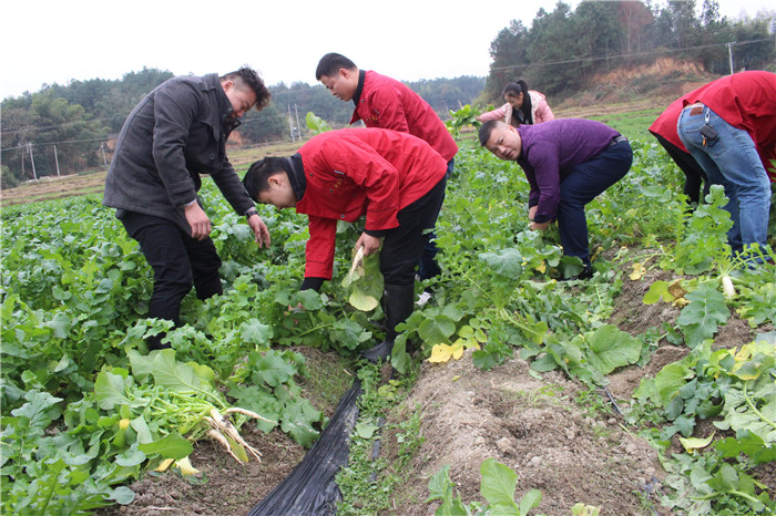 種植基地蘿卜丨食堂承包公司
